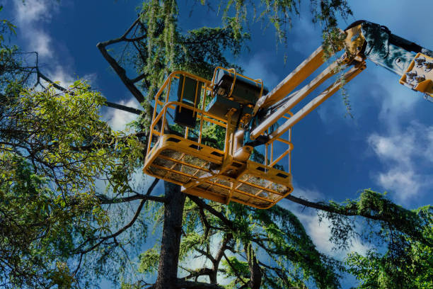 Best Tree Pruning Services  in Eutaw, AL